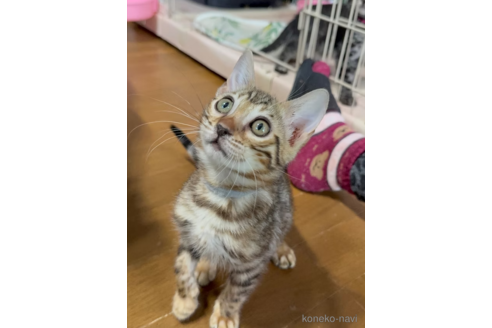 父の日 美 レア 1950年 アメリカ VTG ソフビ 仔猫 R.E.